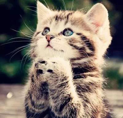 名称：猫祈祷
关键词：猫,祈祷,萌
尺寸：400×382
类型：JPG
