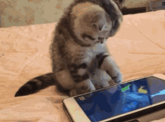 名称：猫玩手机
关键词：猫,玩手机
尺寸：322×239
类型：GIF
