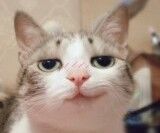 名称：猫无视的眼神
关键词：猫,表情,无视,发呆
尺寸：160×133
类型：JPG
