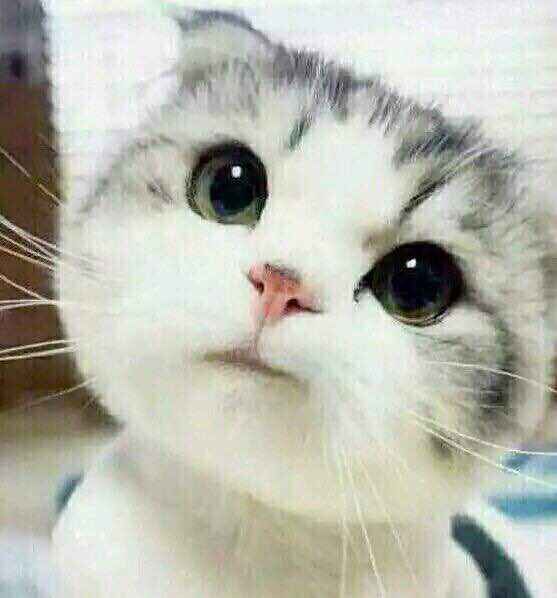 名称：猫大眼
关键词：猫大眼
尺寸：557×598
类型：JPG

