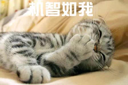 名称：机智如我
关键词：机智如我
尺寸：449×299
类型：JPG
