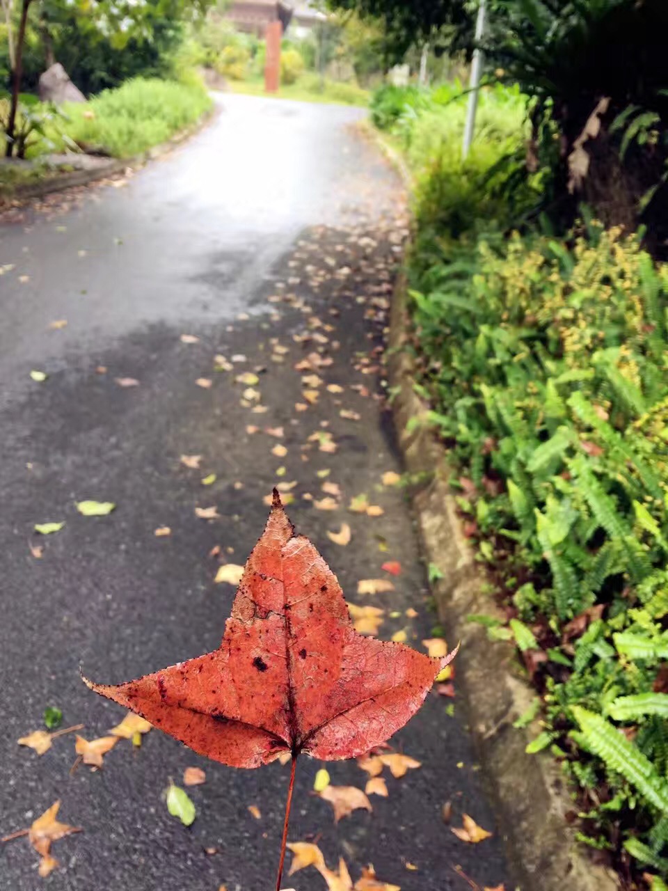 名称：霜叶
关键词：霜叶
尺寸：960×1280
类型：JPG
